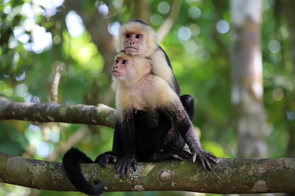capuchin monkey, monkeys, animal, mammal, primate, nature, closeup, capuchin, animal, animal, animal, animal, animal, mammal